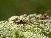 Rothalsbock Männchen